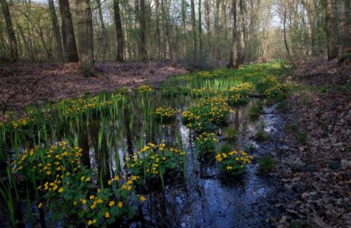 Herschel, Nordkanal mt Sumpfdotterblumen 16.04.2018