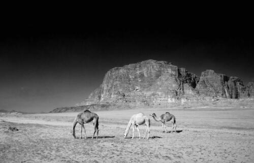 27.03. Wadi Rum