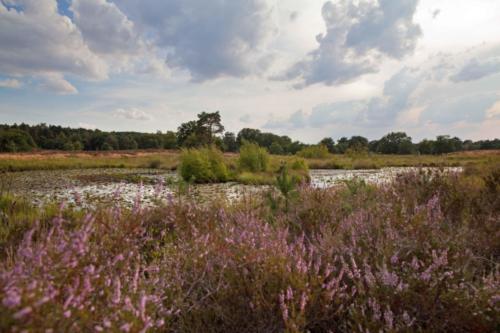 Meinweg blühende Heide vor Tümpel 04.08.2018