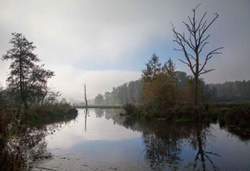 Rohrdommelprojekt, Nebel löst sich auf 18.10.2017