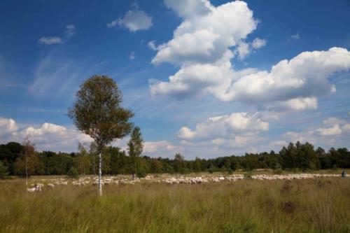 Schafherde im Empter Schwalmbruch 11.08.2018