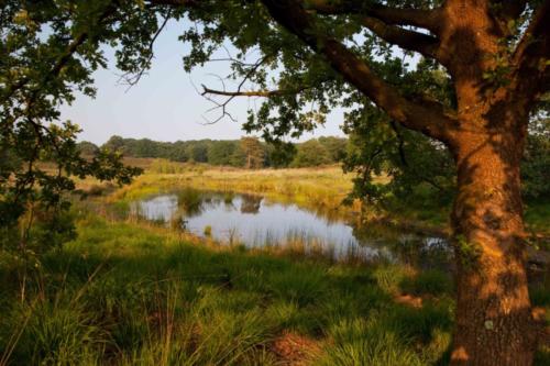 Teich am Meinweg 04.06.2018