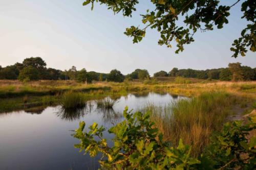 Teich am Meinweg II 04.06.2018