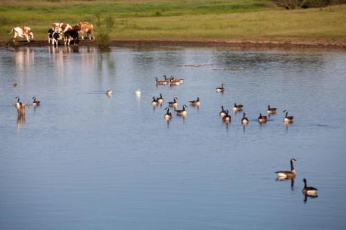 Tierische Niers bei Gennep 01.06.2017