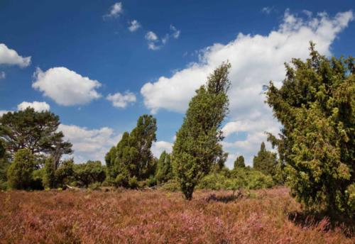 Wacholderheide im Elmpter Schwalmbruch III 11.08.2018